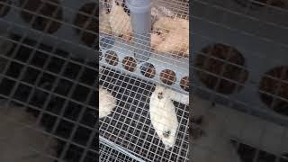 САМАЯ лучшая КОРМУШКА для ПЕРЕПЕЛОВ своими руками
