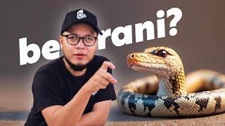 First time senang uruskan ular.. Amacam berani? Apa itu berani?