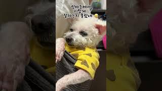 치매노견과 함께사는 엄마의하루