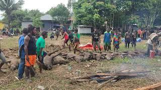 Bakar batu di Kwamki Narama Timika Papua