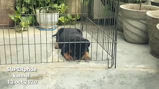 SUPER pride kennel delhi  Rottweiler puppy  9311111212 #rottweilerbigsizebigheadpuppydelhi