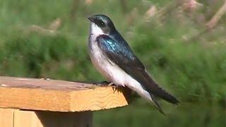 Tree Swallow Singing