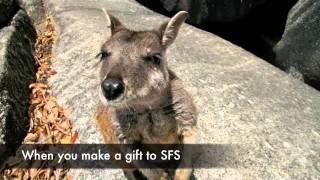 When You Give to SFS