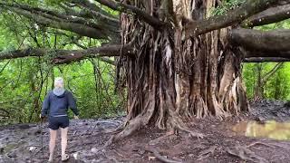 Pipiwai Trail Road To Hana Maui Hawaii Haleakala National Park 2023