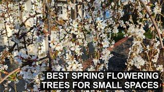 2 Favorite Flowering Dwarf Trees for Small Spaces