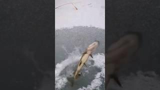 Зимняя рыбалка. Ловля щуки. Вошла в штопор #icefishing #зимняяловля #ловлящуки