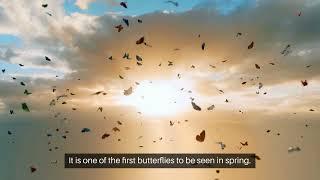 Small_Tortoiseshell | Journey to Country