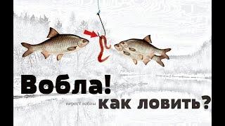 Уроки по ловле воблы! Как на что и где ловить воблу? Нерест воблы