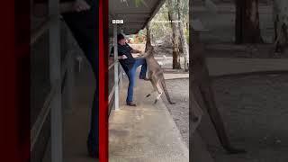 Tourist fights off feisty kangaroo in Australia. #Shorts #Australia #Kangaroo #AnimalPark #BBCNews