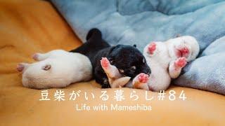 【生後2日】豆柴子犬3兄妹のリアル