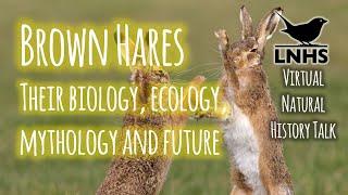 Brown Hares: Their Biology, Ecology, Mythology & Future