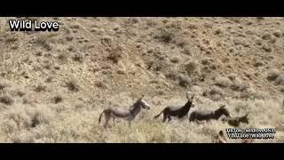 Group of male donkey mating with one Female donkey | wild Love | Donkey mates with their partner