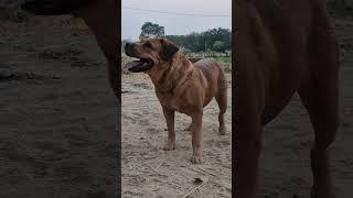 dog barking loudly sound effect || adarsh Tiwari vlog || best dog sound || #viral #dailyshorts #dog