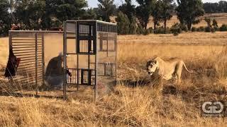 Human Lion Cage at GG Conservation