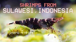 Keeping Sulawesi Shrimps (Subbed)