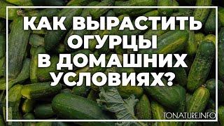 Как вырастить огурцы в домашних условиях? | toNature.Info