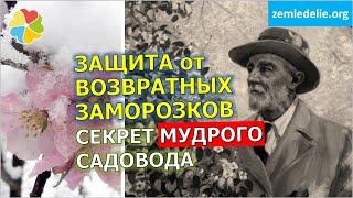 #21 Простейший рецепт защиты сада от возвратных весенних заморозков