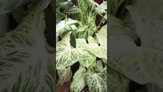 Syngonium# Home decor air purifying house plant#shorts#gardening with geet kumar