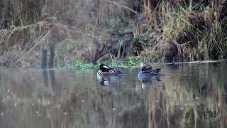 棕脅秋沙鴨 (Hooded merganser) 2020