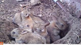 Young life - Baby rabbits and their mom (Bushnell Nature View)