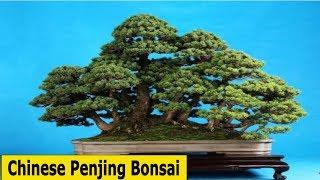 Amazing image of Chinese Penjing Bonsai trees-HungBonSai123