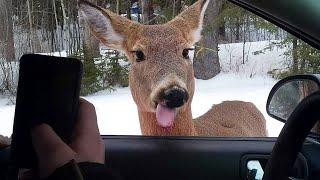 99.9% Can’t stop laughing at these animal - Funniest ANIMAL Videos 2025! 