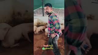 #pigfarming #farming #kisan #plz_subscribe_my_channel