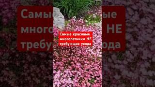 2 в 1: ковер из цветов которому ВООБЩЕ не нужен уход