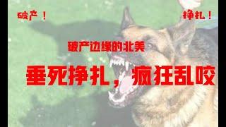 跟考拉喝杯酒力挺的北美处于破产边缘