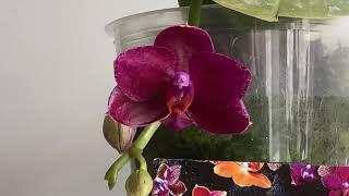 Орхидея фаленопсис Phal. Mituo King Big Pink