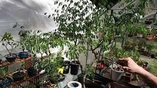 Pruning Brazilian Raintree.# Brazilian Raintree