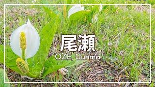 6月水芭蕉の咲く尾瀬でトレッキング！竜宮小屋宿泊で至仏山と燧ケ岳の眺望も White skunk cabbages in full bloom in Oze【SUB/旅VLOG/アフレコ】