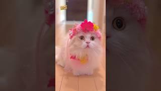 funny Cats | funny Pets |try not to laugh | funny meowz 