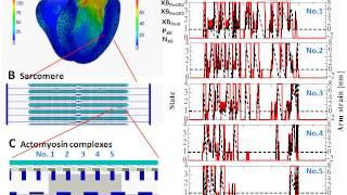 Multiscale model of the beating heart