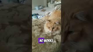 just meow meow
