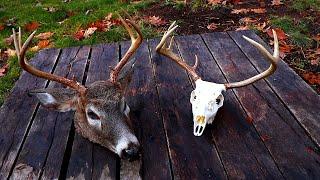 DIY European Mount for Deer (WHITE Skull!)