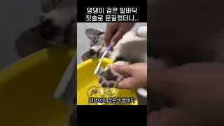 "저게 하얗게 되나?.." 댕댕이 발바닥을 칫솔로 문지른 까닭