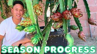 How My Dragon Fruits Are Doing! Mid-Season Progress Update In The Dragon Valley