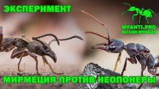 Битва Мирмеции с Неопонерой