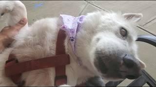 Blind Husky Ivy gets groomed and Beautified