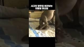 이등병 맞선임 #동물농장 #shorts