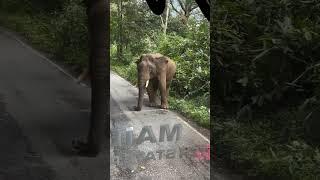 Valparai Elephant settai | Thedal 360°
