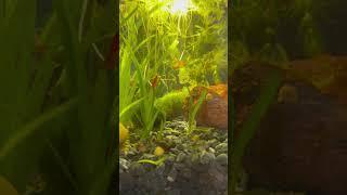 #구피 #치어 #fish #babyfish #in #vietnam #aquarium #물고기 #무환수어항 #hanoi #shorts #stortvideos #follow #물멍