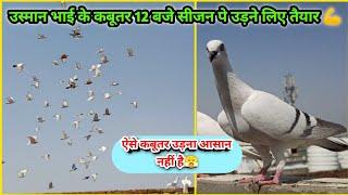 Usman Bhai Ke ladte hue kabootar उस्मान भाई के कबूतर | Agra Pigeons