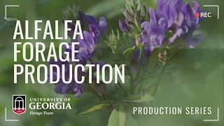 Alfalfa Forage Production