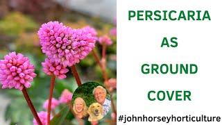 GROWING PERSICARIA AS A GROUND COVER PLANT