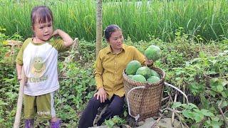 improve vegetable garden soil, harvest papaya for sale