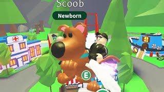 СКУБИ - ДУ Мой питомец Роблокс Scooby - Doo to the world of Adopt Me Roblox