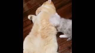 A mommy cat hugging her baby cute kitten