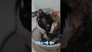 해루의 여름쉼터 #장해루#해루냥이집사 #다이소 #바구니 #고양이일상 #고양이  #고양이영상